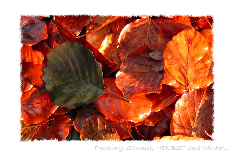 Frühling, Sommer, HERBST und Winter... °IV