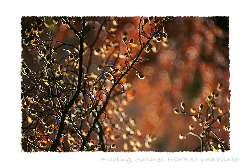 Frühling, Sommer, HERBST und Winter... °XI