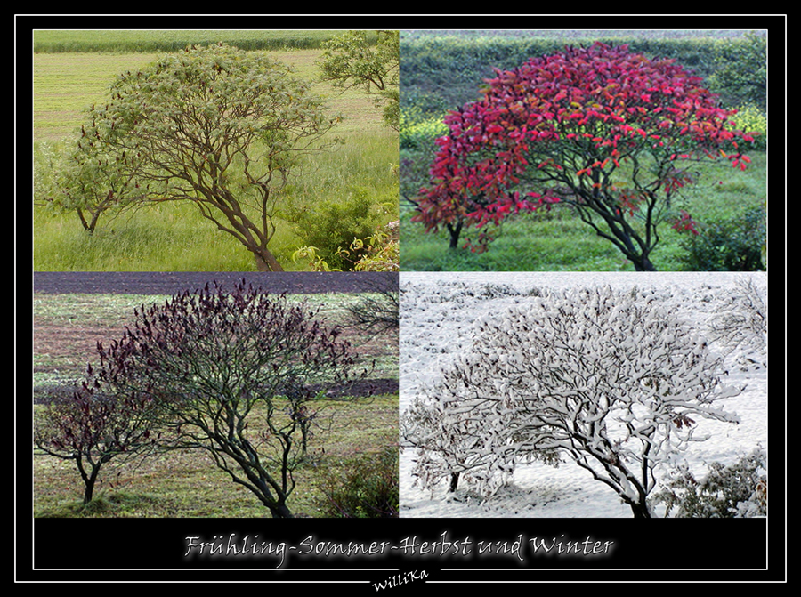 FrühlingSommerHerbst &amp; Winter Foto &amp; Bild jahreszeiten, natur