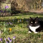 Frühling, Sonne endlich