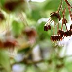 Frühling, sonne, sonnenschein.