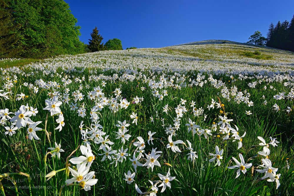 Frühling soweit das Auge reicht!