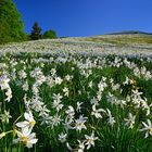 Frühling soweit das Auge reicht!