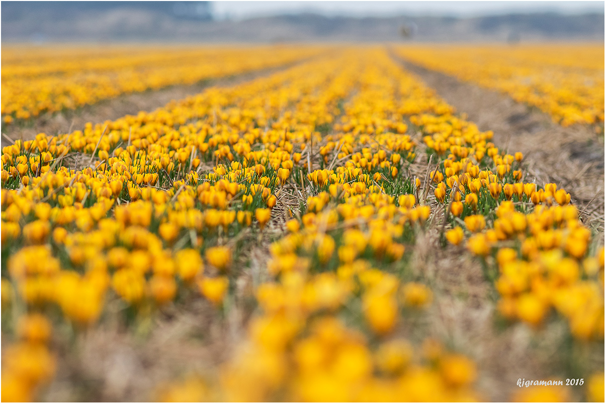 frühling, soweit das auge reicht......