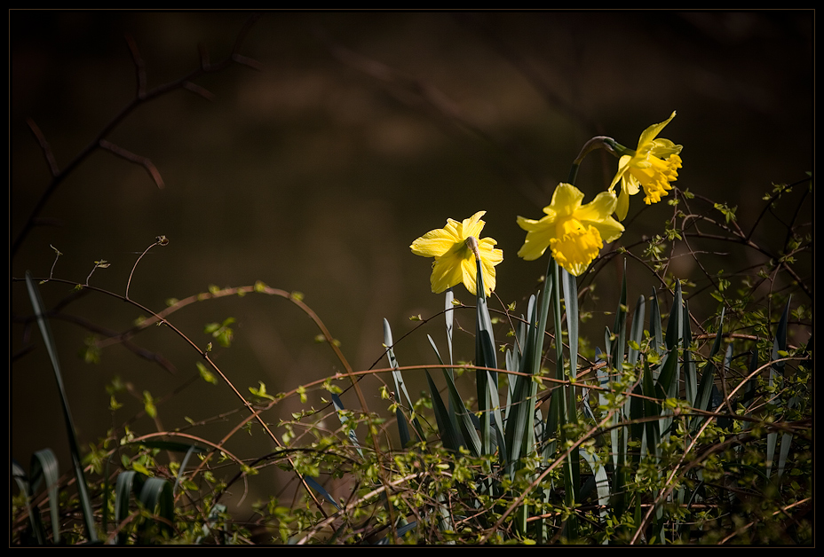 Frühling - Spring