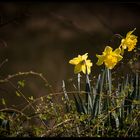 Frühling - Spring