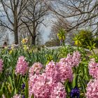 Frühling - Spring