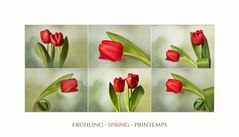 Frühling - Spring - Printemps....