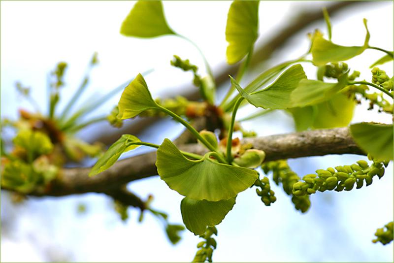 Frühling, spring, vår