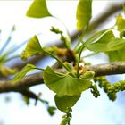 Frühling, spring, vår