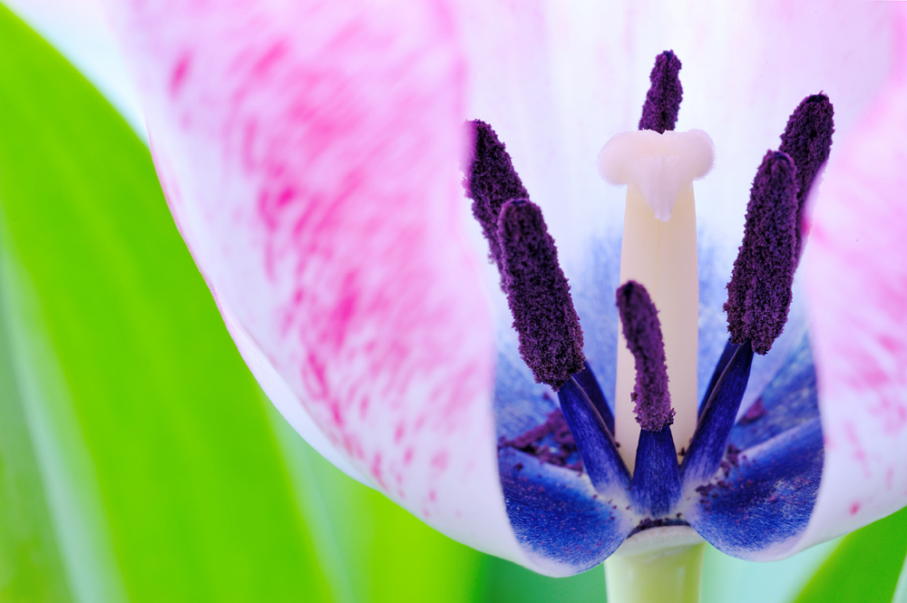 Frühling steht vor der Tür