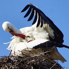 Frühling Storch 2016