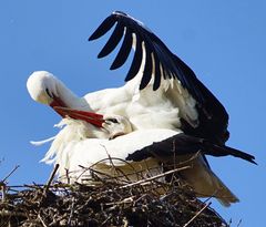 Frühling Storch 2016