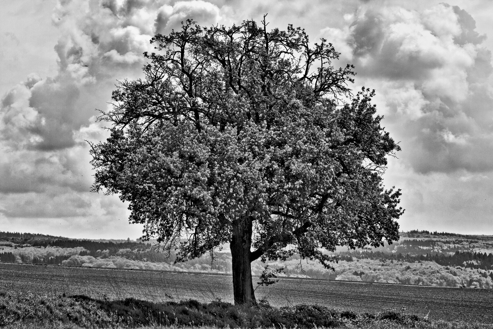 Frühling - SW