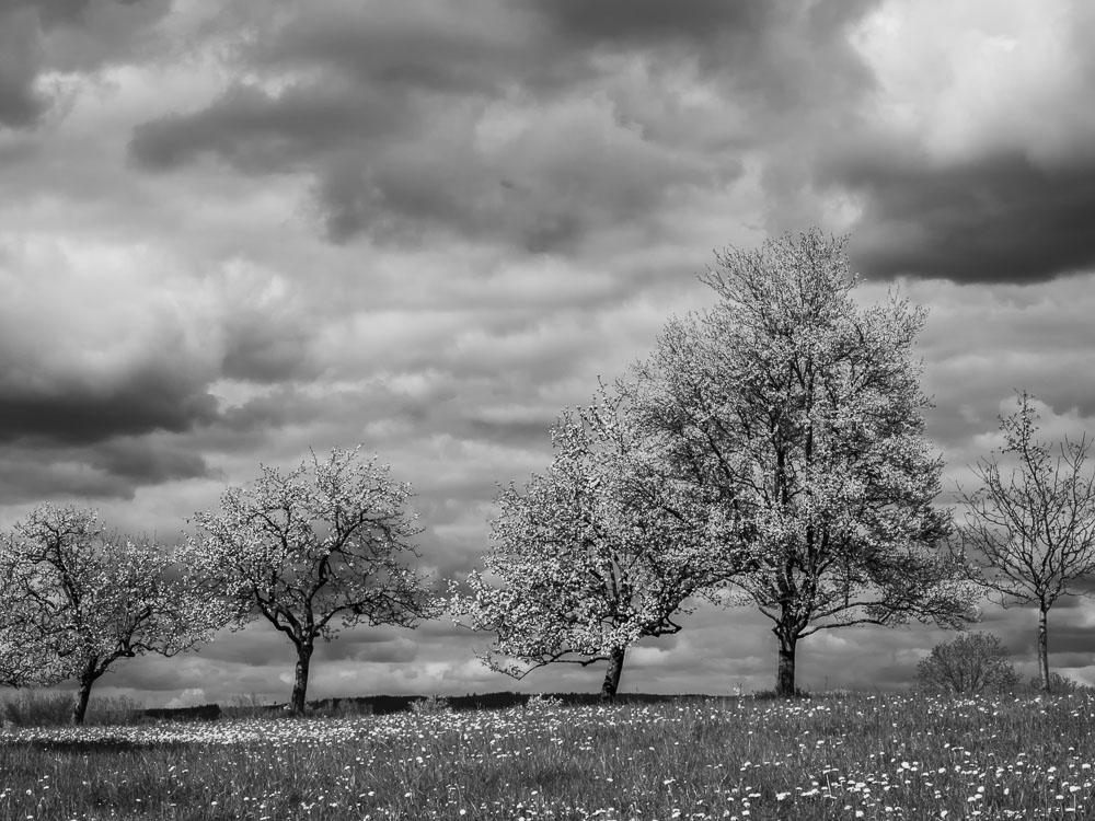 Frühling SW.