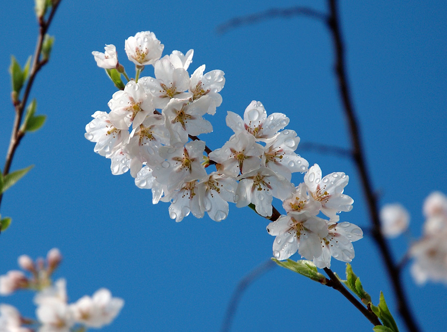 Frühling (Teil 1)