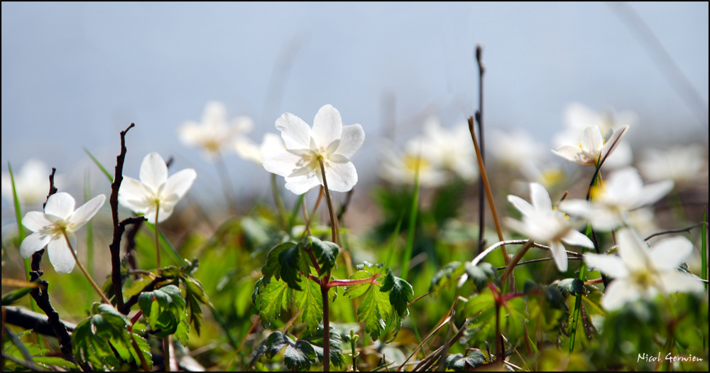 Frühling Teil 2 ...