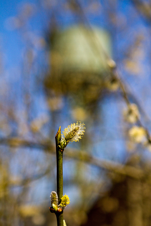 Frühling to go