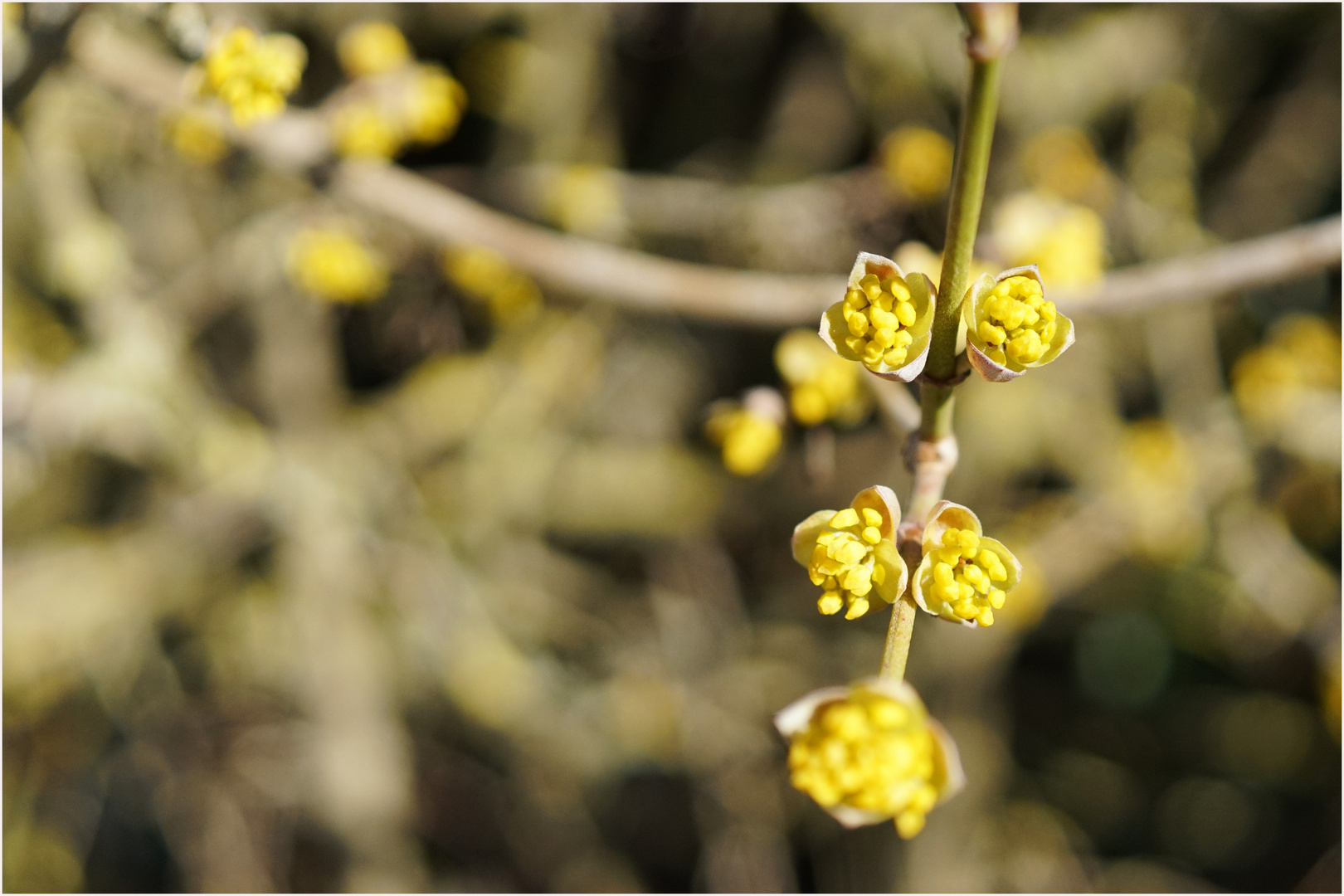 frühling trägt gelb