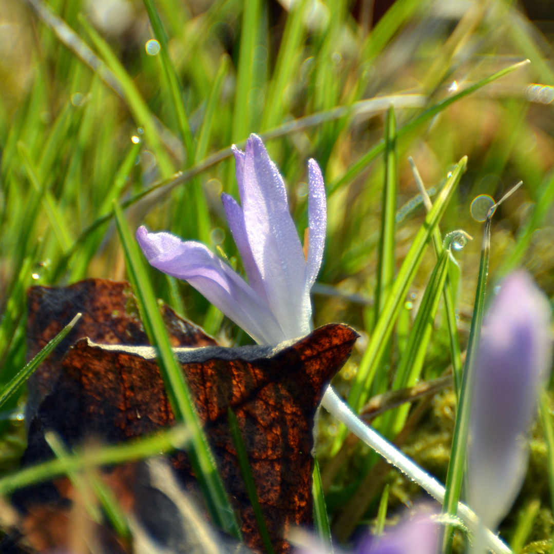 Frühling trifft auf Herbst