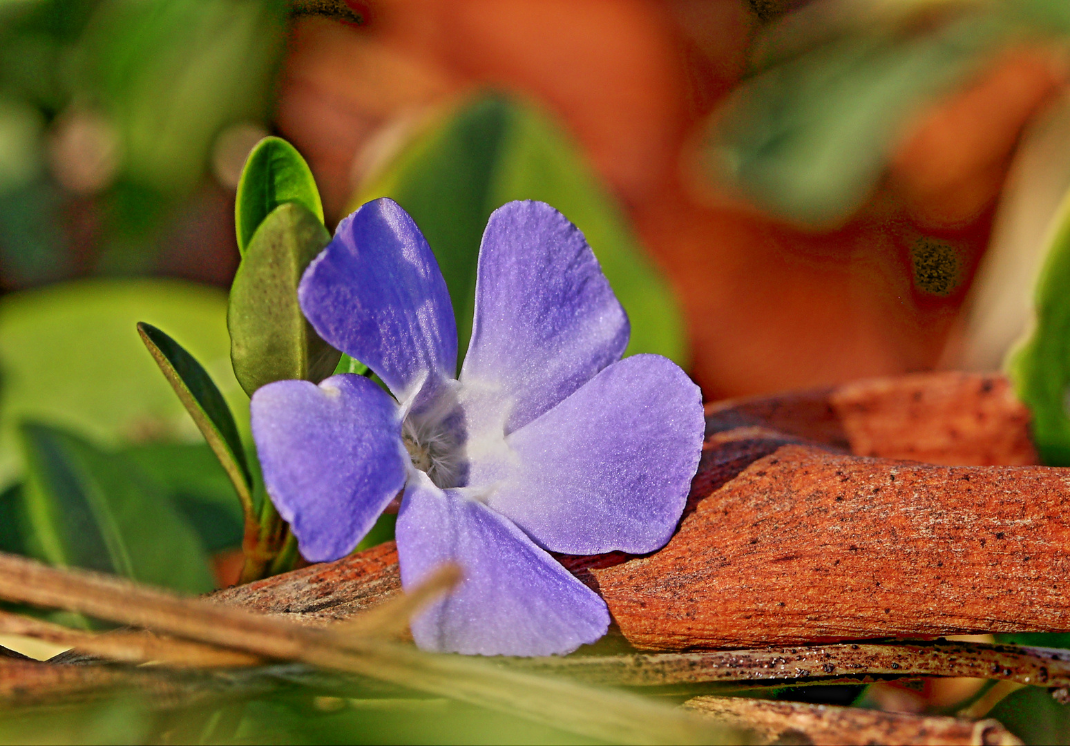 Frühling trifft auf Herbstreste