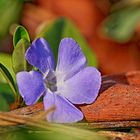 Frühling trifft auf Herbstreste