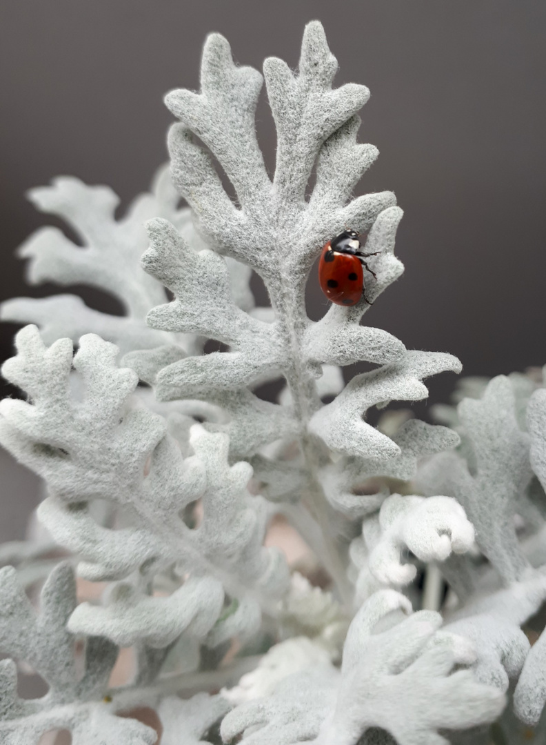 Frühling trifft auf Winter...