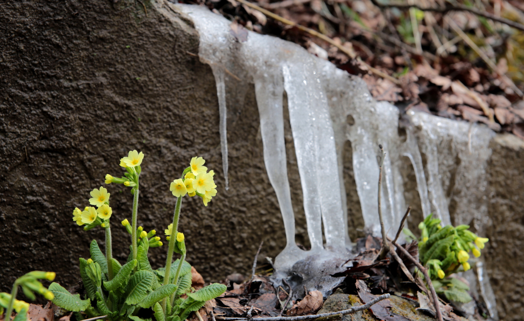 Frühling trifft auf Winter