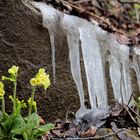 Frühling trifft auf Winter