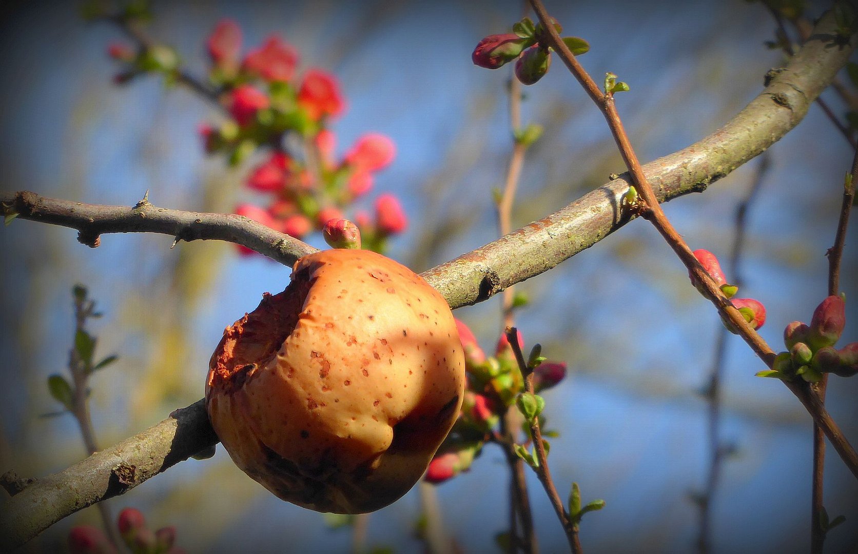 Frühling trifft Winter...