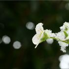 Frühling trifft Winter