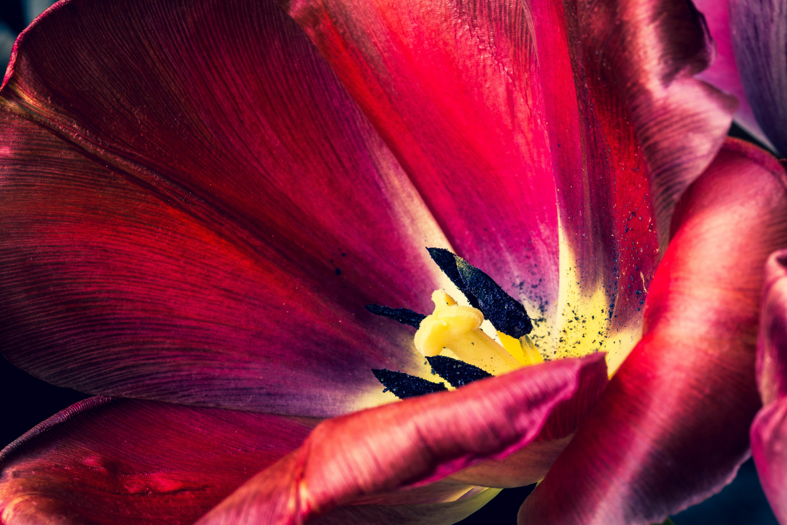 Frühling Tulpe