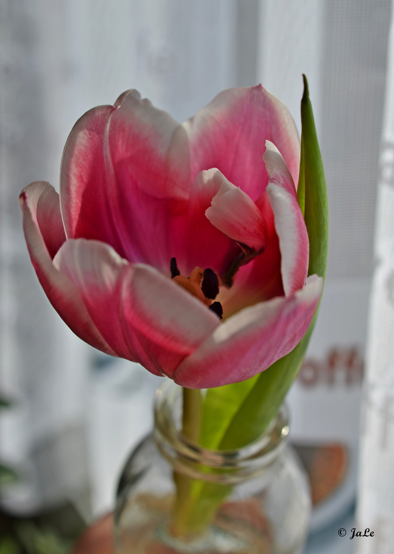 Frühling - Tulpe