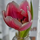 Frühling - Tulpe