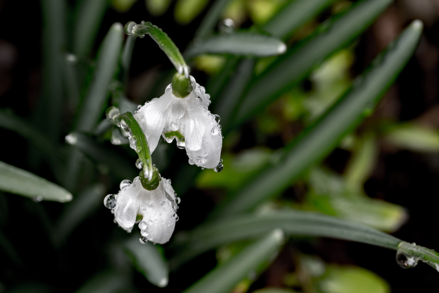 Frühling typisch norddeutsch