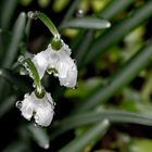 Frühling typisch norddeutsch