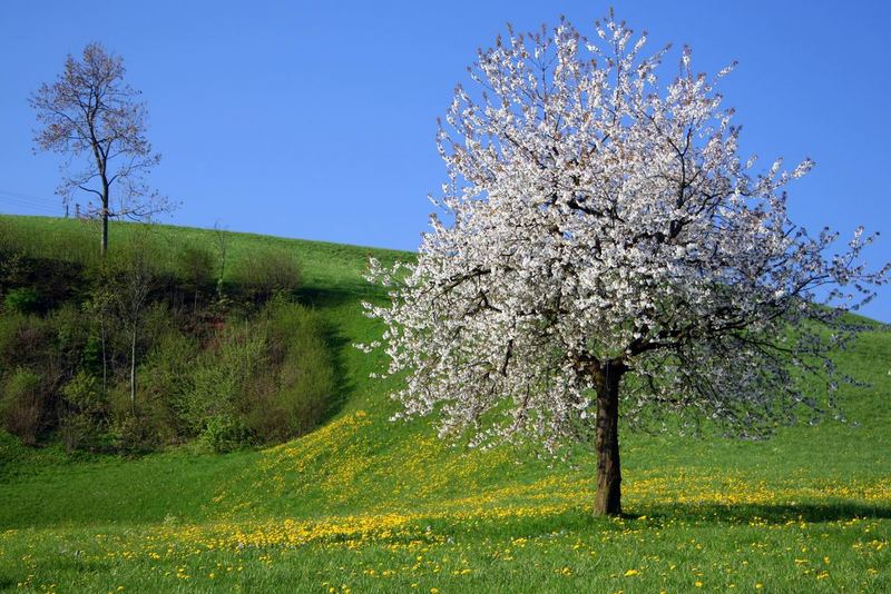 Frühling über 1000 Meter