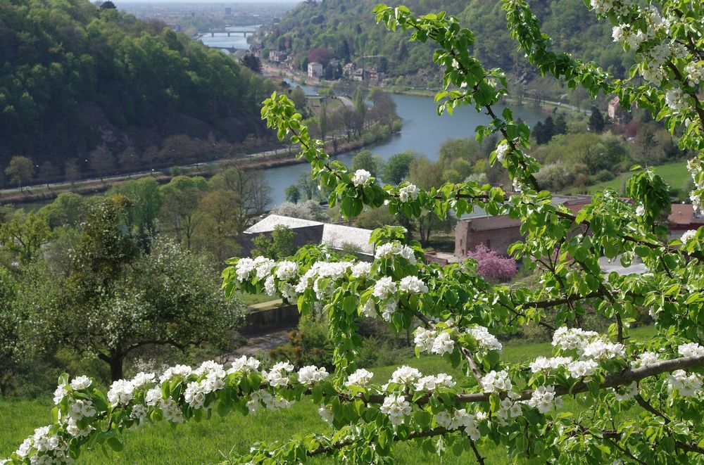 Frühling über dem Neckartal