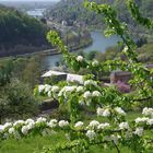 Frühling über dem Neckartal