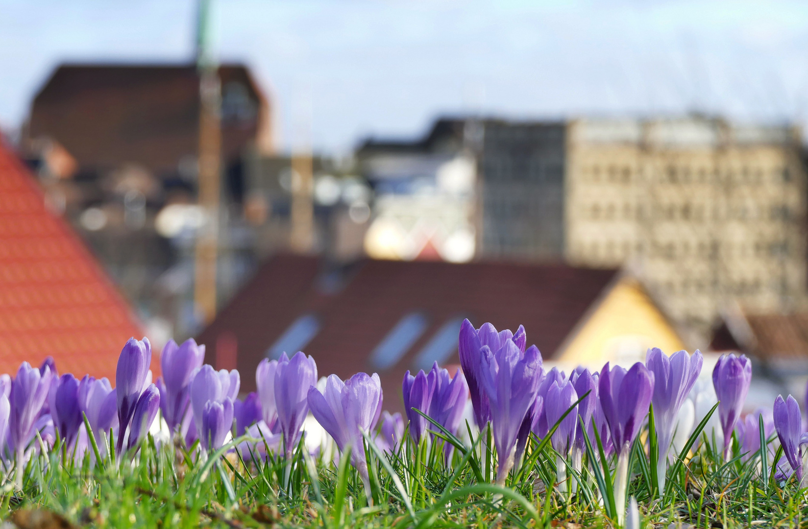 Frühling über den Dächern...