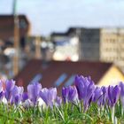 Frühling über den Dächern...