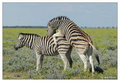 Frühling über Etosha