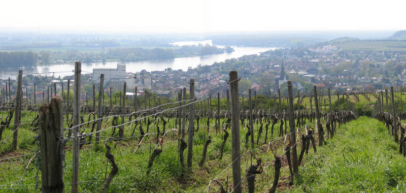 Frühling über Nierstein