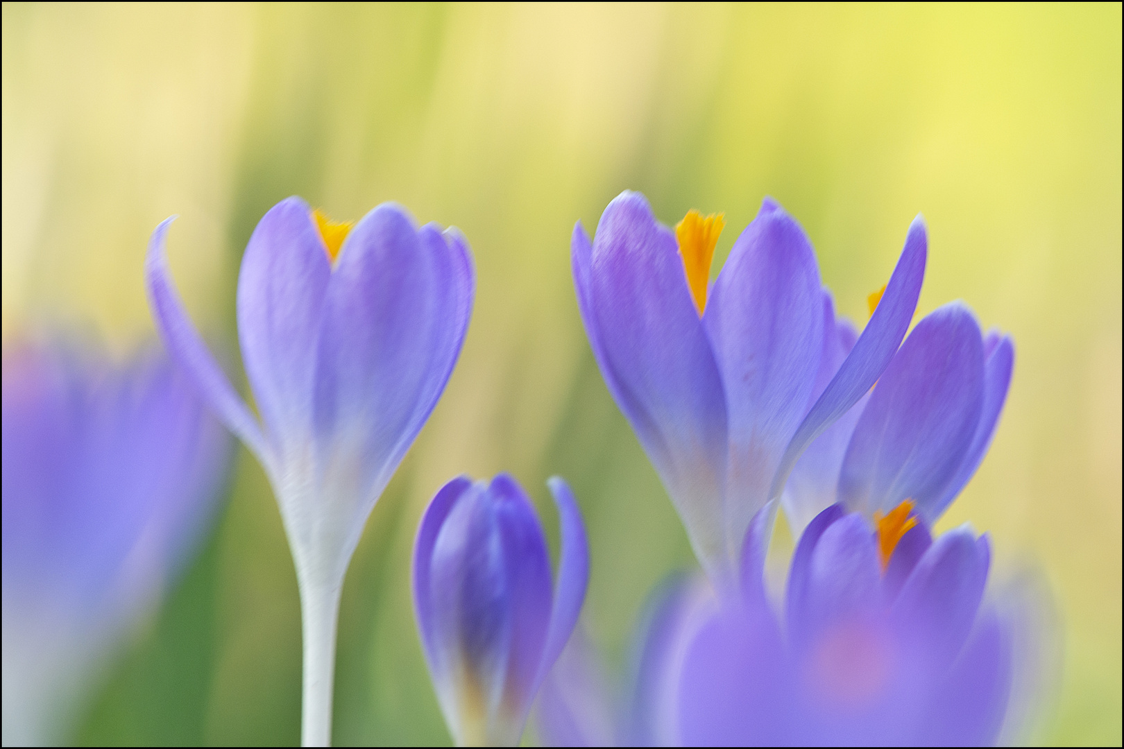 Frühling überall (1) - Die sehr kleinen Krokusse . . .