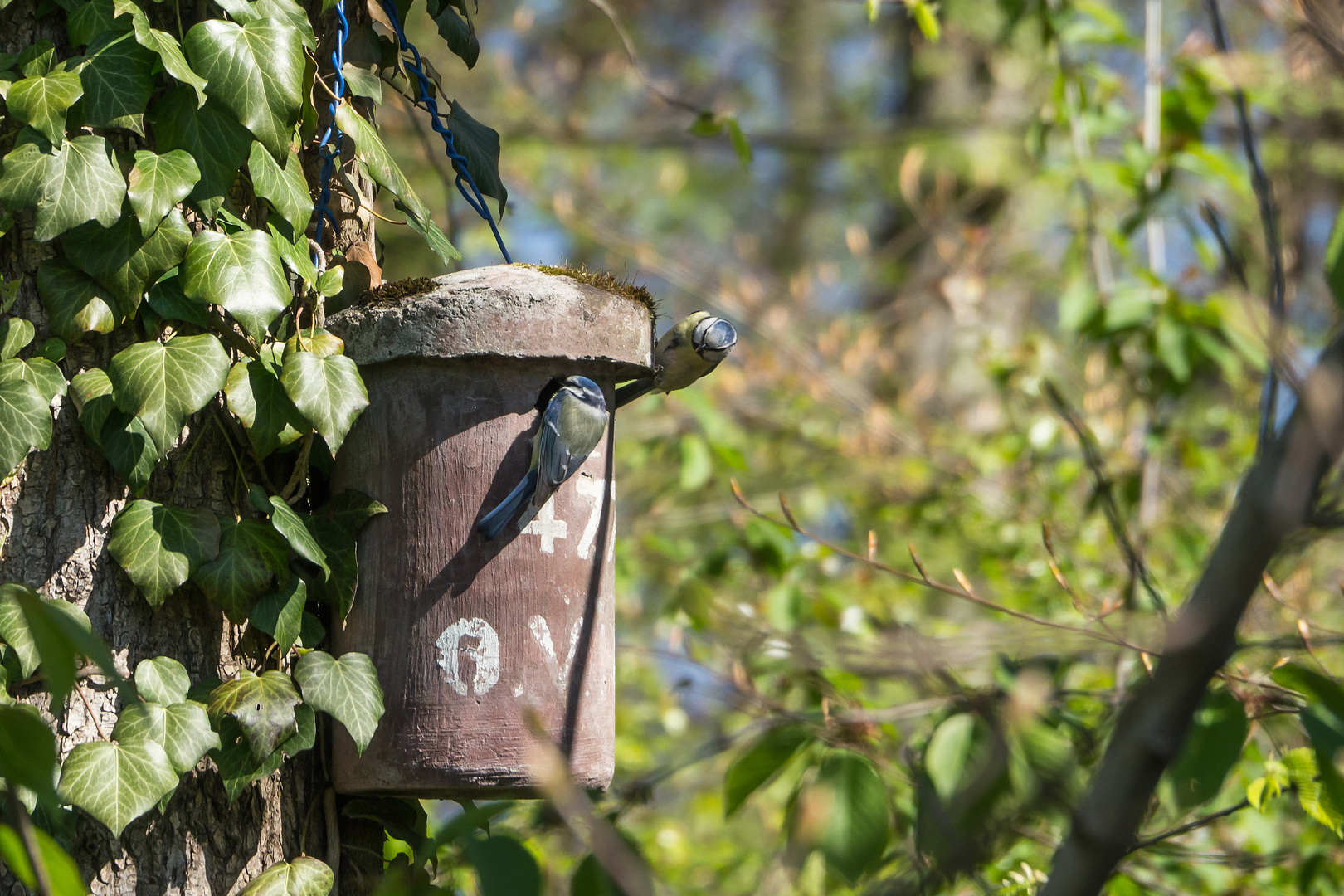 Frühling überall