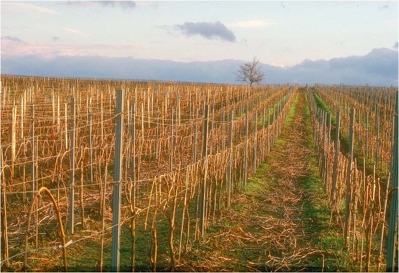 Frühling überall