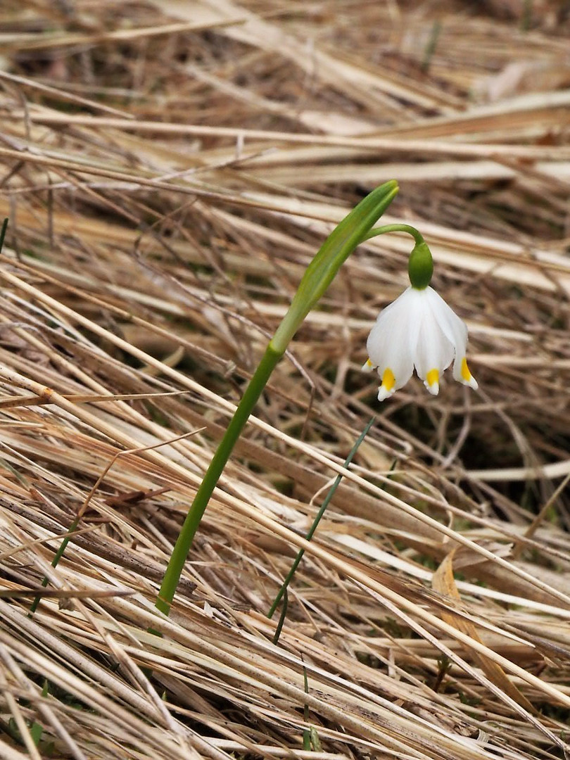 Frühling überall!