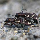 Frühling überall... Dünen-Sandlaufkäferpaarung (Cicindela hybrida)