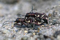 Frühling überall... Dünen-Sandlaufkäferpaarung (Cicindela hybrida)