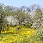 Frühling - überzeugend?